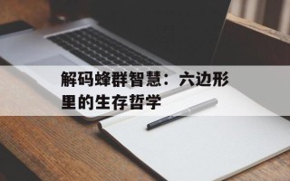 解码蜂群智慧：六边形里的生存哲学